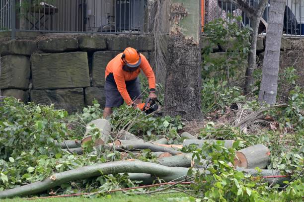 Best Tree Pruning Services  in Coppell, TX